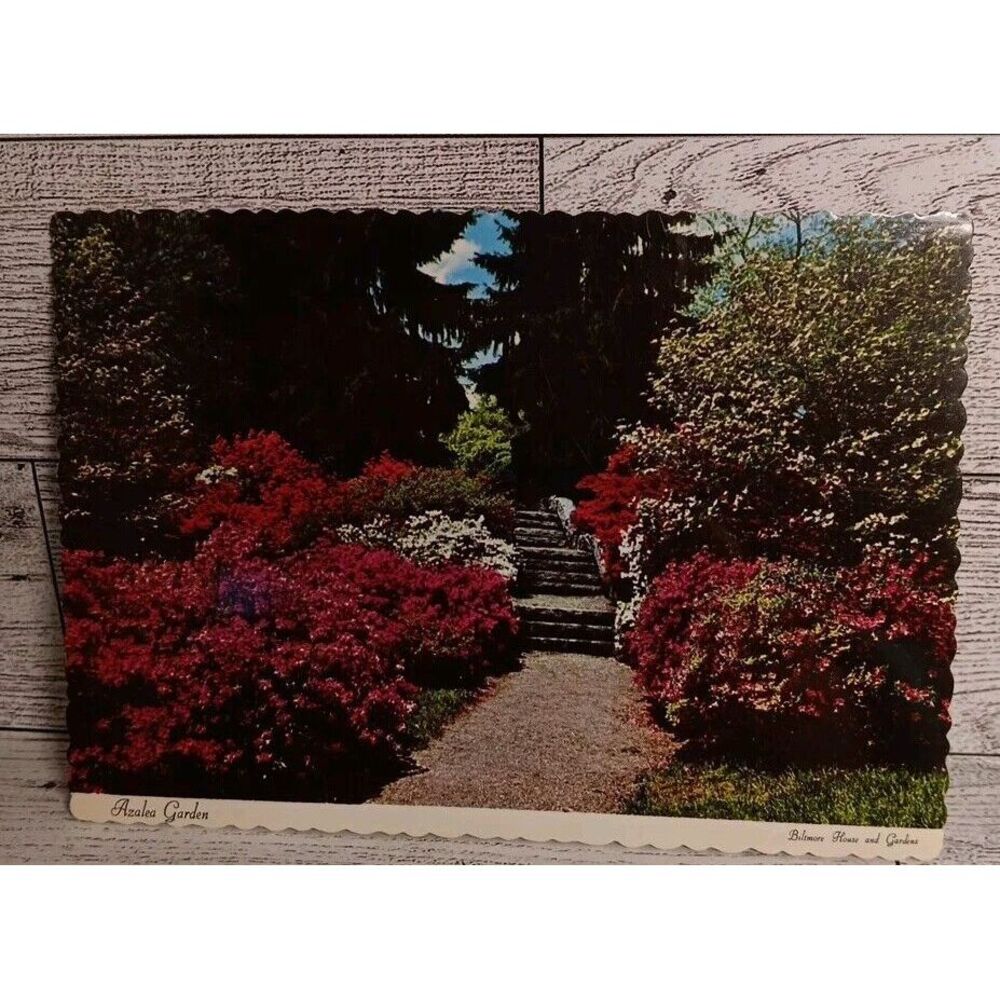 Postcard Azalea Garden Biltmore House Asheville Ephemera‎ Memorabilia Souvenir